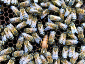 LA PRODUCTION DE MIEL