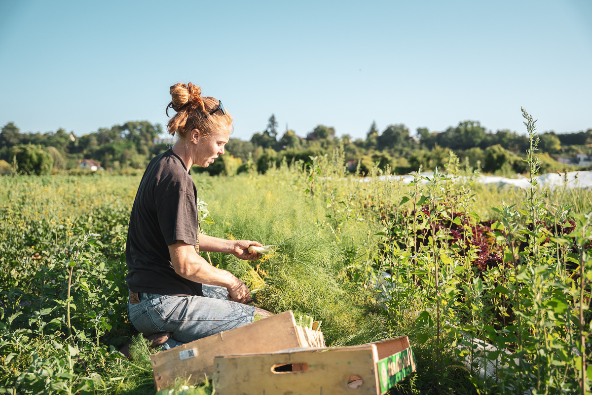 Contact La Fourchette Paysanne